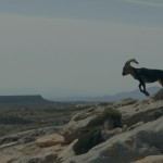 A goat running on a mountain top