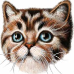 cat, realistic, hyper detail