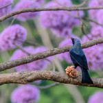 پرنده چکاوک بر روی درخت ارغوان در حال خواندن