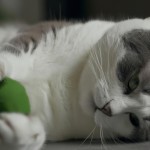 یک گربه زیبا در حال بازی با یک توپ
