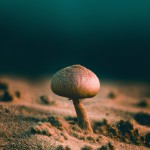 یک قارچ زیبا در یک بیابان