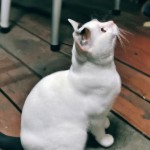 من یک گربه که بال مثل پرنده داشته باشه می خوام