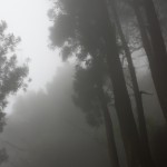 جنگل تاریک مه گرفته
