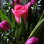 عکس یک شاخه گل لاله دربین گل های رز