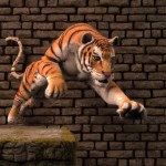 یک ببر زیبا در حال پریدن از روی یک دیوار قدیمی