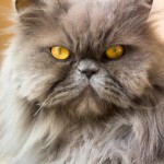 یک گربه پشمالوی آبی با چشمای طلایی