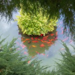 یایق کوچک در یک برکه سبز رنگ پر از ماهی قرمز