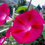 بلک پینک