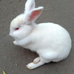 خرگوش سفید که پای راستش زخمی شده