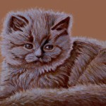 A little cat