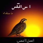 کبک درحال نظاره خورشید