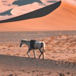 یک تصویر با موضوع بیابان کویری و یک اسب