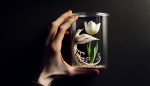 یک دونه پر سیمرغ داخل تنگ شیشه ای و یک دونه گل لاله سفید داخل همون تنگ شیشه ای
