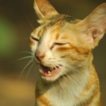 گربه ای در حال آواز خواندن
