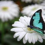 پروانه آبی روی گل ژربرا سفید