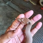 یک ترب زنده که داره قاچ میشه