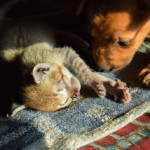 [cat, dog: 0.2]