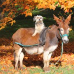 گورخری سوار بر سگ پاگ در پاییز