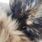 گربه