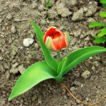 تصویر لاله پرپر روی خاک