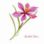 یک گل زعفران که گلبرگ هاش به رنگ طلایی باشه و کلاله هاش قرمز لاشه برای برند