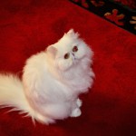 یک گربه سفید پشمالی نشسته در فرش قرمز ایرانی