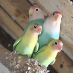 یه مرغ عشق با جوجه ها