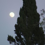 تصویری از ماه بزرگ در کنار درخت سرو