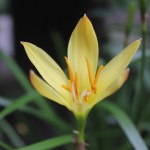 یک تصویر از رخشای میخواهم