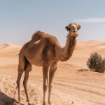 تصویر یک شتر در بیابان