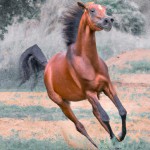 یک اسب مثل نماد رخشای