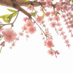 بک گراند این عکس را حذف کن و برای بک گراند یا باغ سیب با شکوفه های صورتی قرار بده