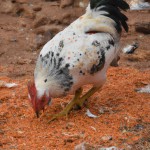 تصویر خروس درحال خوردن دانه
