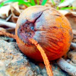 یک تصویر طبس می خواهم