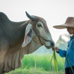 تصویر یک گاو به همراه صاحبش در کنار هم در یک طویله رو درست کن