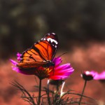 تصویر یک پروانه ی زیبا در دشت پر از گلهای رنگی