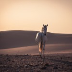 یه اسب سفید تنها و غمگین در بیابان در غروب