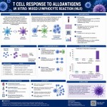 یک پوستر به زبان انگلیسی در مورد پاسخ سلول‌های T به آلوانتی‌ژن‌ها در in vitro با روش MLR بساز که وضوح و کیفیت بالا داشته باشد