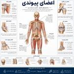 یک پوستر در مورد اعضای پیوندی با استفاده از آناتومی انسان بساز که وضوح و کیفیت بالایی داشته باشد